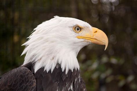 10 Biggest Eagles In The World Berkut Golden Eagle