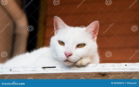 White Cat Laying On Wood Stock Photo Image Of Wooden