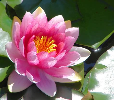 Filepink Water Lily
