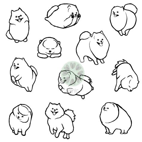 pomeranian pomeranians pommies pommie poms drawings illustrations for