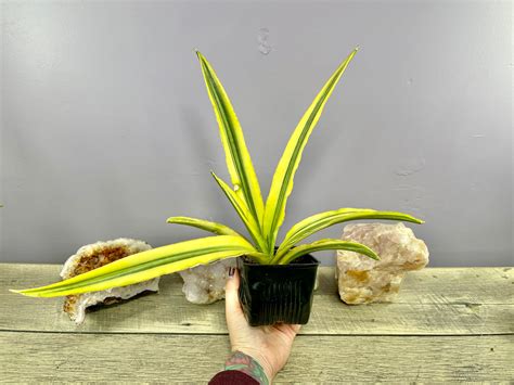 Floral And Garden Crafts Variegated Sansevieria Katana Craft Supplies