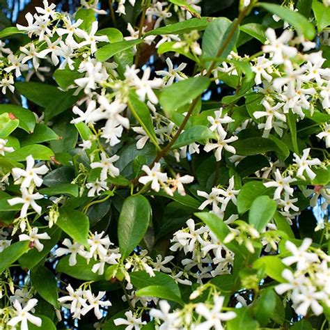 You Garden Star Jasmine Climber Trachelospermum 12 Metres Tall