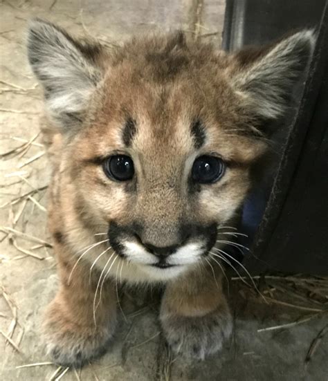Orphaned Mountain Lion Cubs Arrive At Cheyenne Mountain Zoo Zooborns