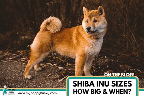 Shiba Inu Size Guide How Big Do Shiba Inus Get My Happy Husky