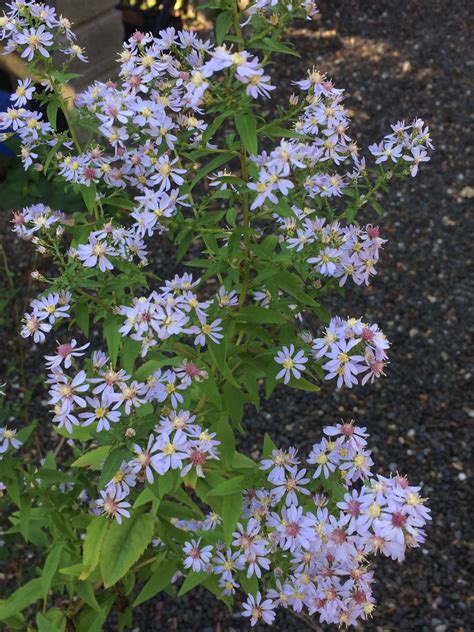 Symphyotrichum Cordifolium ‘avondale Blue Wood Aster