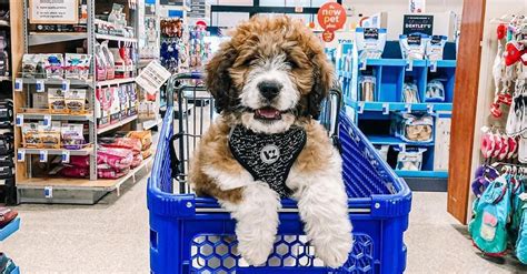 Re Tail Therapy The Most Pet Friendly Chain Stores In The Us Bringfido