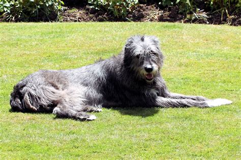 Irish Wolfhound Information Dog Breeds At Thepetowners