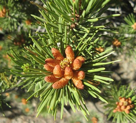 These trees have names like eastern white pine, virginia pine and scotch pine. 24 best images about Plant Diversity II - Seed Plants on ...