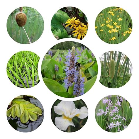 Buy British Grown Pond Plants For Attracting Wildlife Collection