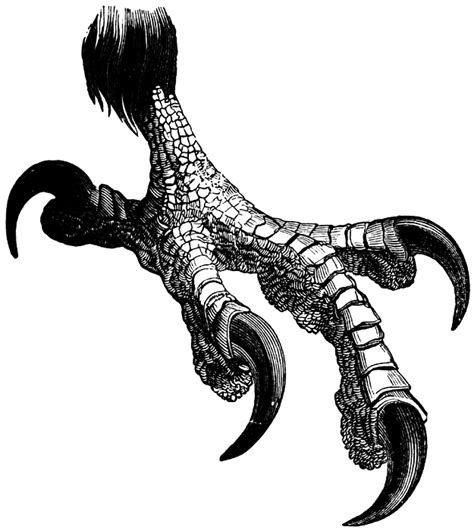 A Black And White Drawing Of An Animal With Claws On Its Back Legs