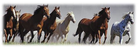 It's easy to tailor your insurance program to meet your specific needs. Equine Mortality Insurance & Horse Mortality Insurance ...