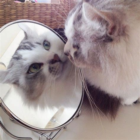 Mirror Mirror Cat Crazy Cat Lady Crazy Cats Cat 2 Dog Cat All