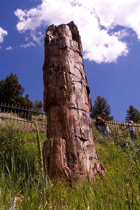 Yellowstone 051 Petrified Tree Buddymedbery Flickr