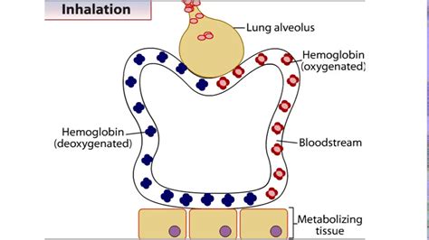 How Hemoglobin Picks Up And Delivers Oxygen Youtube