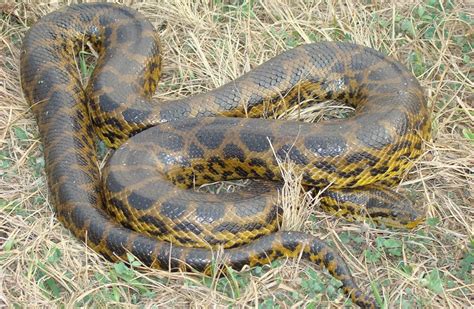 Anaconda Snake Facts Habitats Types And More