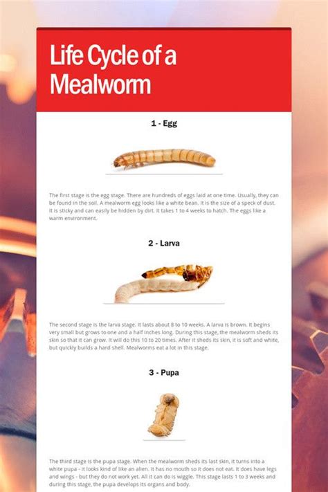 The Life Cycle Of A Mealworm Is Shown In This Article With Information