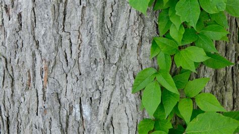 Why Poison Ivy Is An Unlikely Climate Change Winner