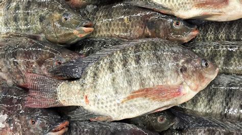 माछापालन व्यवसाय Fish Farming In Nepal Tilapia Fish Youtube