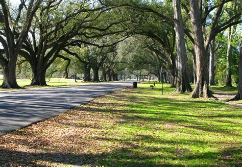 New Orleans Audubon Park Live Oak Arch Oak Trees Lining Flickr