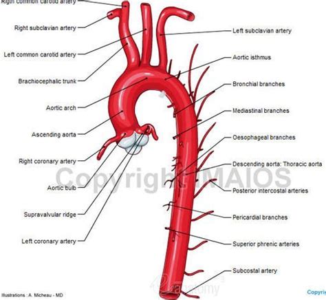 Aorta Anatomy Ascending Aorta Aortic Bulb Aortic Arch Aortic