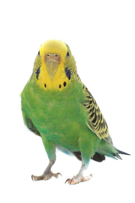 10475 Budgie Stock Photos Free And Royalty Free Stock Photos From