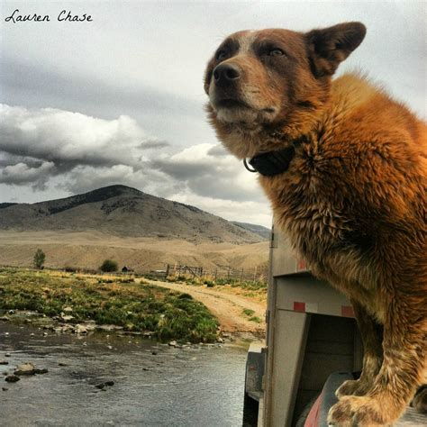~ Montana Ranch ~ Happy Dog Austrailian Cattle Dog Australian Cattle