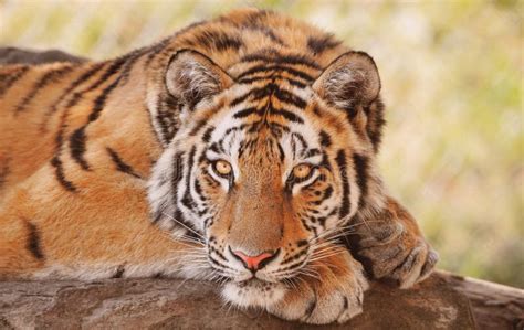 Amur Siberian Tiger Eye Stare In Water Stock Image Image Of Siberian