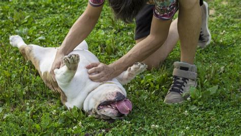 It's known that cancerous cells emit unique odors, but scientists have yet to identify the specific compounds responsible for these scents. Dear Labby: What Should I Do About My Dog's Stomach ...