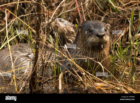 North American River Otters Lontra Canadensis Stock Photo Alamy