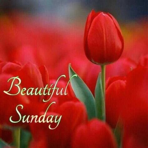 Tulip Beautiful Sunday Sunday Sunday Quotes Sunday Images Sunday Quotes