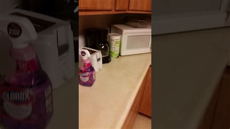 Toaster Vs Cat Youtube