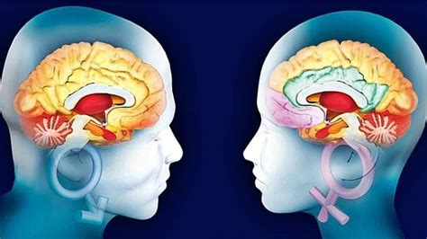 Entrada 6 Diferències entre el cervell masculí i femení i els canvis