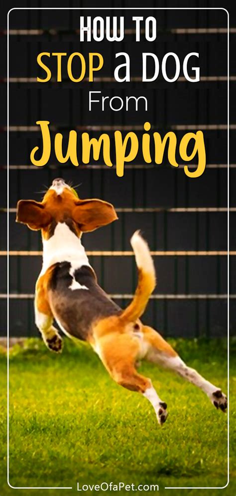 Basic Guidance On How To Stop A Dog From Jumping Love Of A Pet Dog