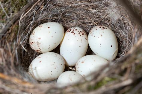 White Bird Egg Identification Artofit