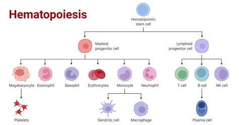 Hematopoiesis Definition Cells Growth Factors Regulation