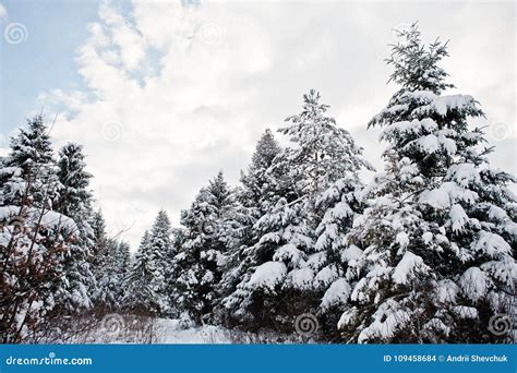 Pine Trees Covered By Snow Beautiful Winter Landscapes Stock Photo