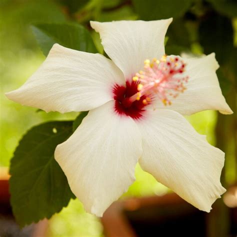 Hibiscus Biscuit Santhi Online Plants Nursery