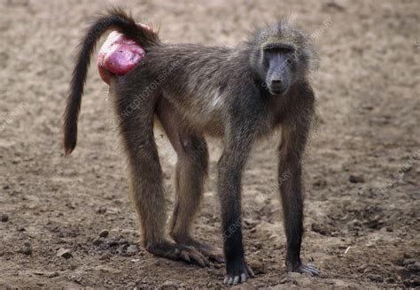 Chacma Baboon Stock Image Z9100050 Science Photo Library