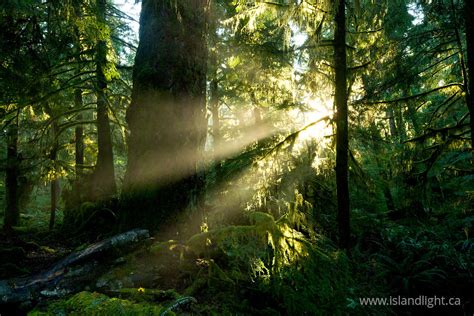 Sun Shining Into The Old Growth ~ Forest Greeting Card From Cortes