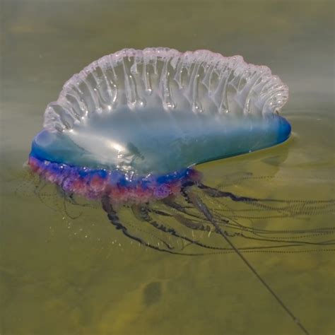 Portuguese Man Of War National Geographic