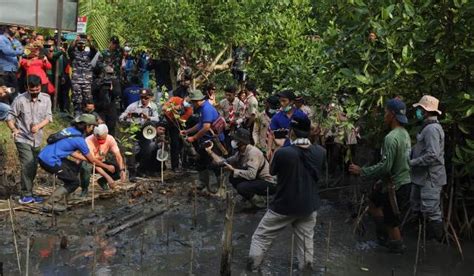 Ganjar Tanam Mangrove Bersama Mahasiswa Dan Luncurkan Ekowisata