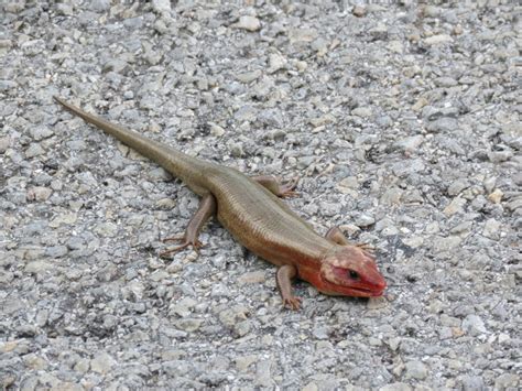 Red Headed Skink Animals All Gods Creatures Lizard
