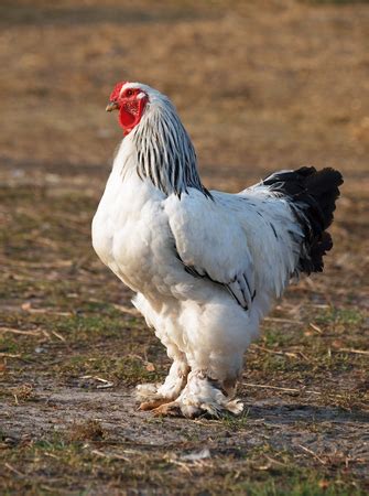 Brahma Chickens All You Need To Know About Them Off