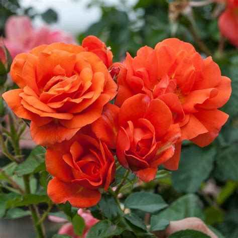 Dariusdialogue Do Climbing Roses Bloom All Year How To Train