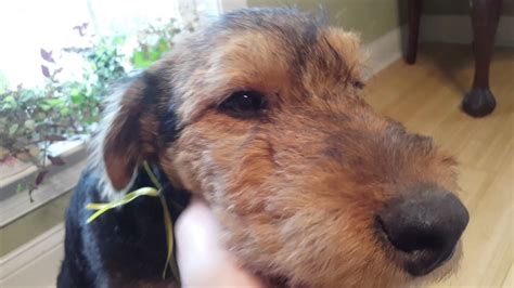We networked with other dog breeders since 1997, but will no longer be getting puppies email us at: Airedale Terrier Puppies for Sale Video - S & S Family ...
