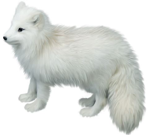 Arctic Fox Png Picture Png Arts