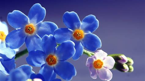 Blue Beautiful Flowers Wallpaperhd Flowers Wallpapers4k Wallpapers