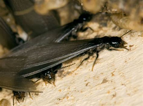 Termite Damage In Crawl Spaces In Milwaukee Madison Kenosha Rockford