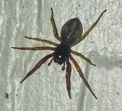 Trachelas Tranquillus Broad Faced Sac Spider In Kingston New York