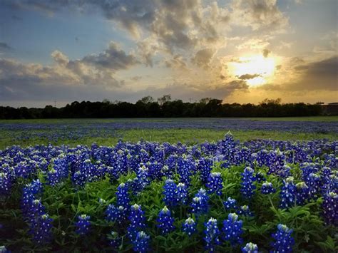 Central Texas Bluebonnets At Sunset Rtexasviews